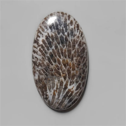 Coral|Fossil Coral
