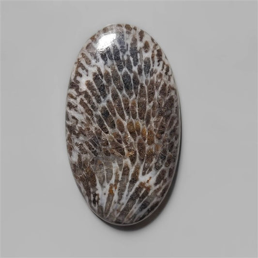 Coral|Fossil Coral