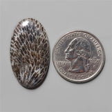 Coral|Fossil Coral