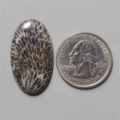 Coral|Fossil Coral