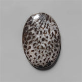 Coral|Fossil Coral