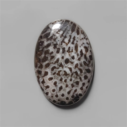 Coral|Fossil Coral