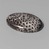 Coral|Fossil Coral