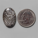 Coral|Fossil Coral