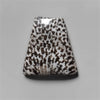Coral|Fossil Coral