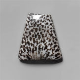 Coral|Fossil Coral