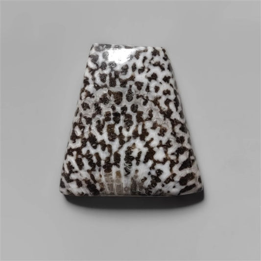 Coral|Fossil Coral
