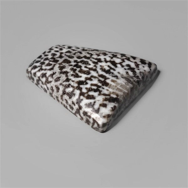 Coral|Fossil Coral