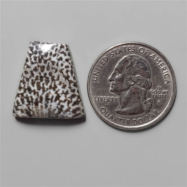 Coral|Fossil Coral