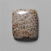 Coral|Fossil Coral