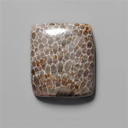 Coral|Fossil Coral