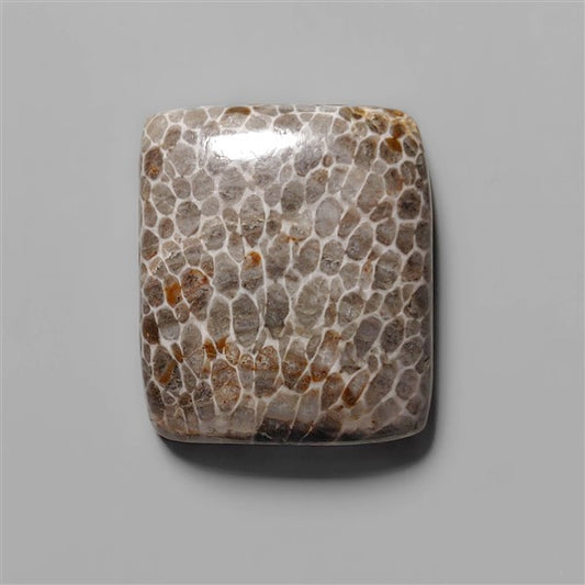 Coral|Fossil Coral