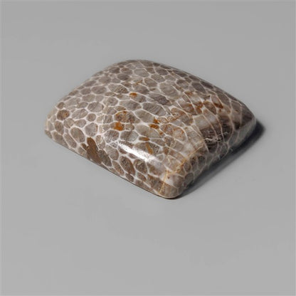 Coral|Fossil Coral