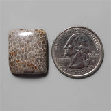 Coral|Fossil Coral