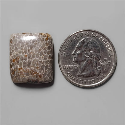Coral|Fossil Coral