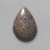 Coral|Fossil Coral