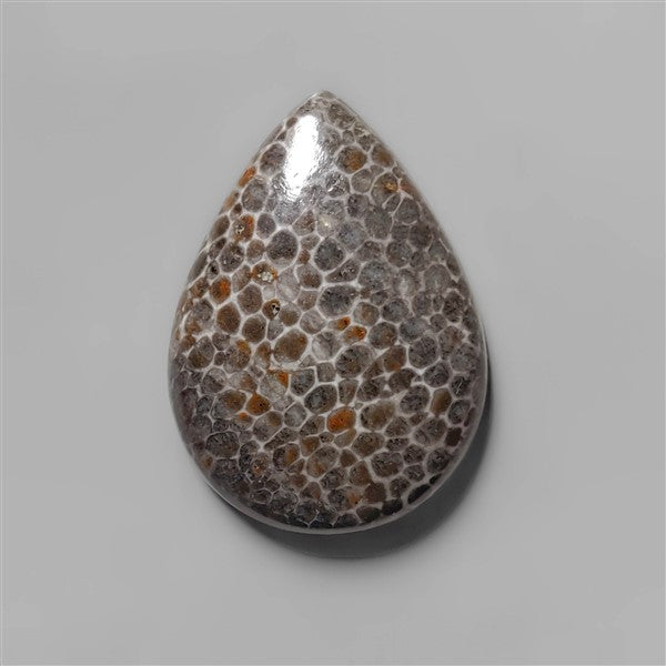 Coral|Fossil Coral