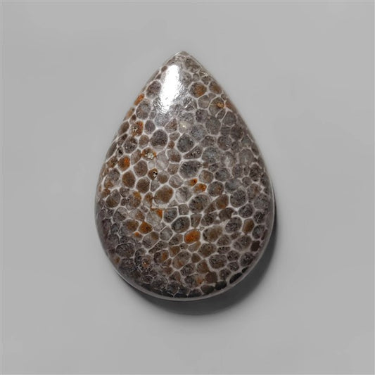 Coral|Fossil Coral