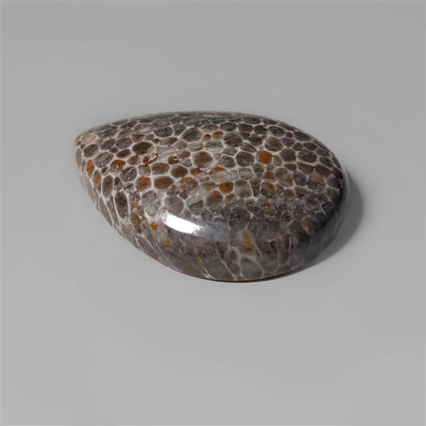 Coral|Fossil Coral