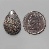 Coral|Fossil Coral