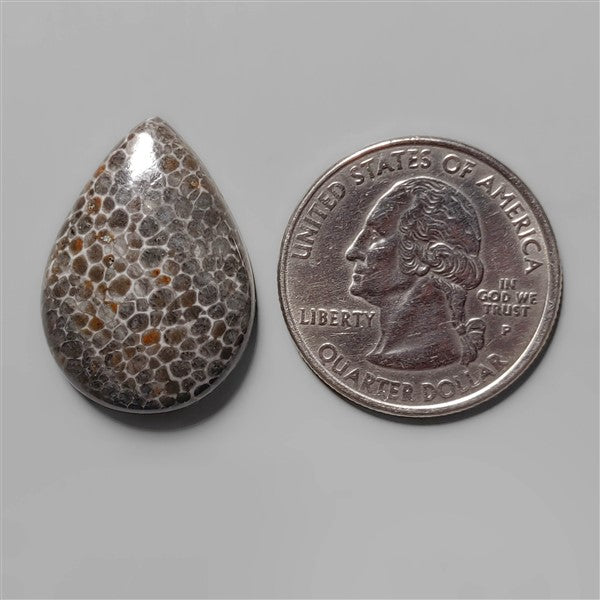 Coral|Fossil Coral