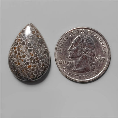 Coral|Fossil Coral