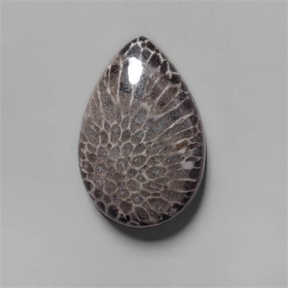 Coral|Fossil Coral
