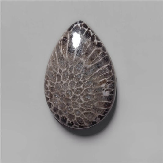 Coral|Fossil Coral