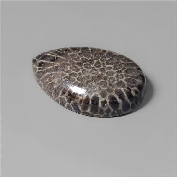 Coral|Fossil Coral