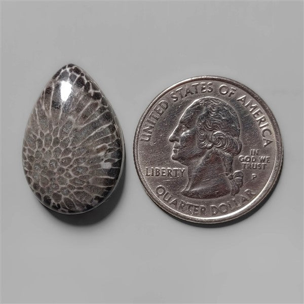 Coral|Fossil Coral