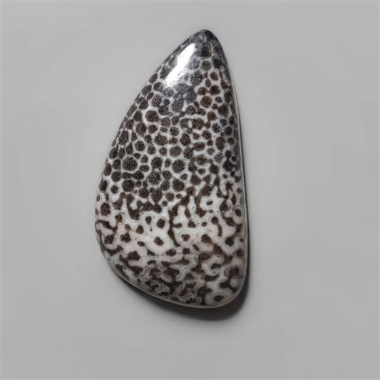 Coral|Fossil Coral