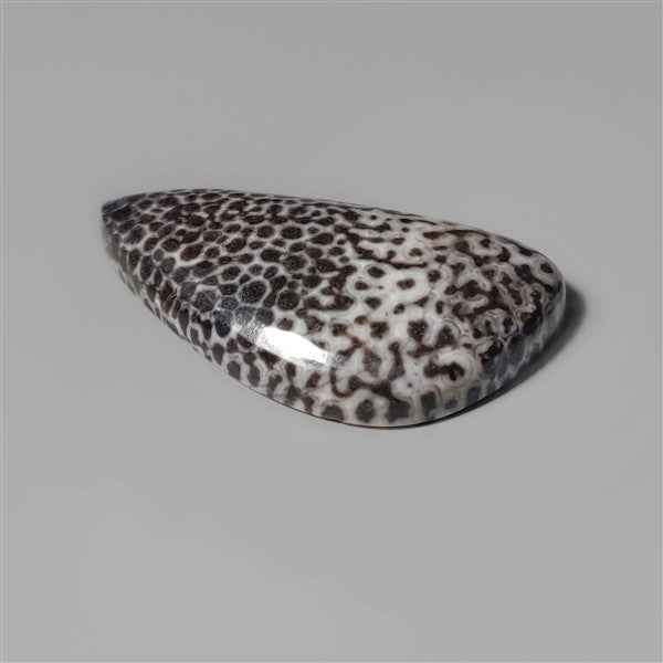Coral|Fossil Coral