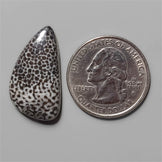 Coral|Fossil Coral