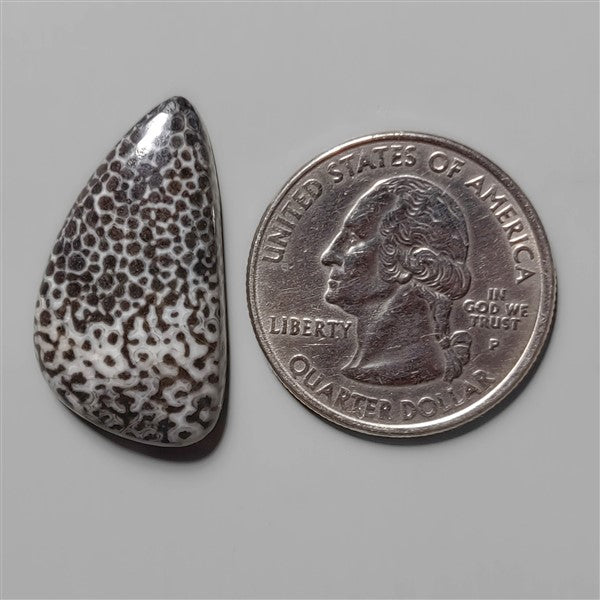 Coral|Fossil Coral