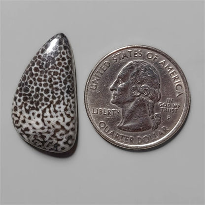 Coral|Fossil Coral