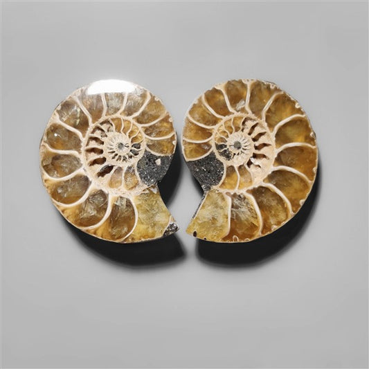 Ammonite