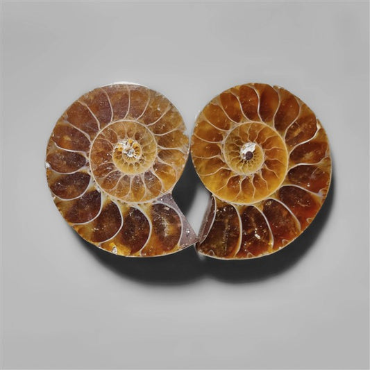 Ammonite