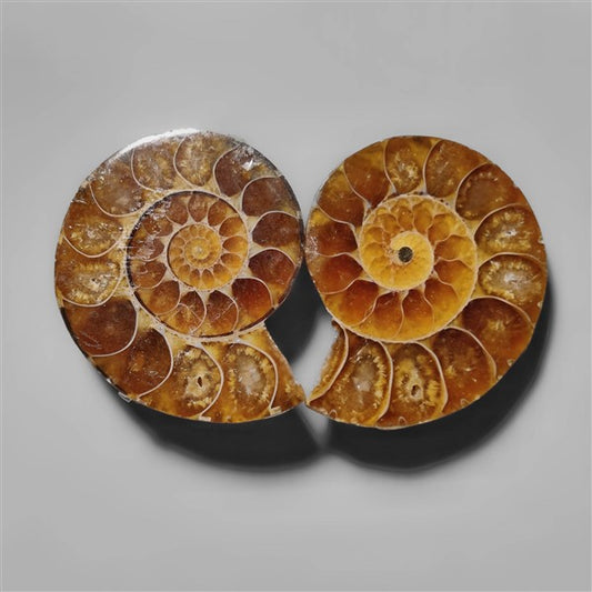 Ammonite