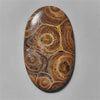 Coral|Fossil Coral