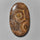 Coral|Fossil Coral