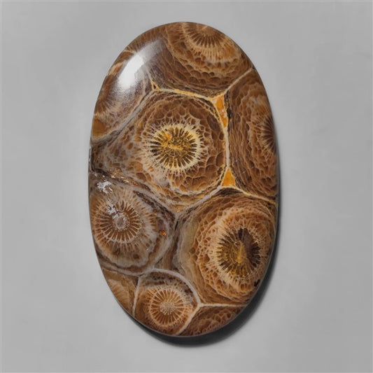 Coral|Fossil Coral