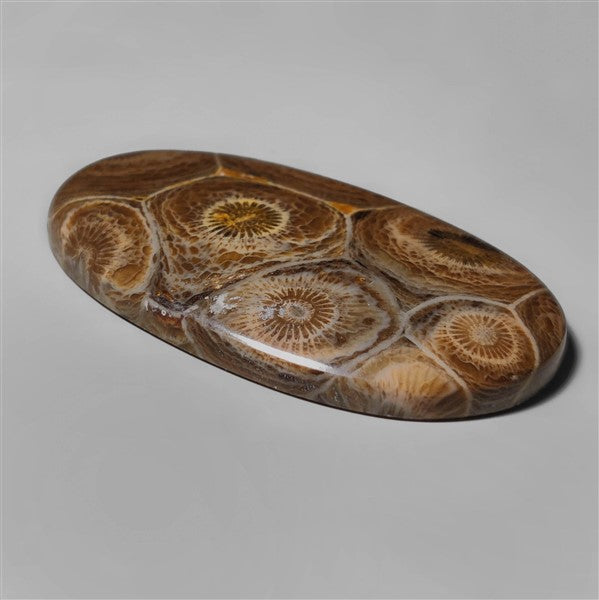 Coral|Fossil Coral