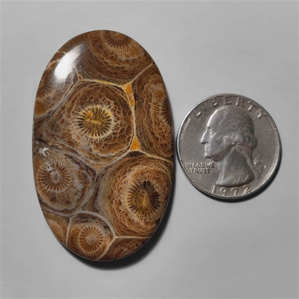 Coral|Fossil Coral
