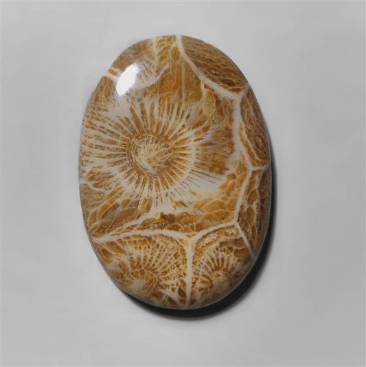 Coral|Fossil Coral
