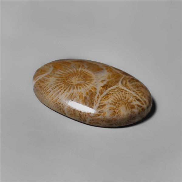 Coral|Fossil Coral