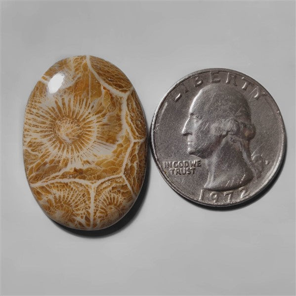 Coral|Fossil Coral