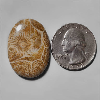 Coral|Fossil Coral