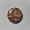 Coral|Fossil Coral