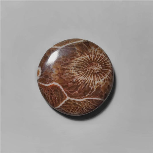 Coral|Fossil Coral