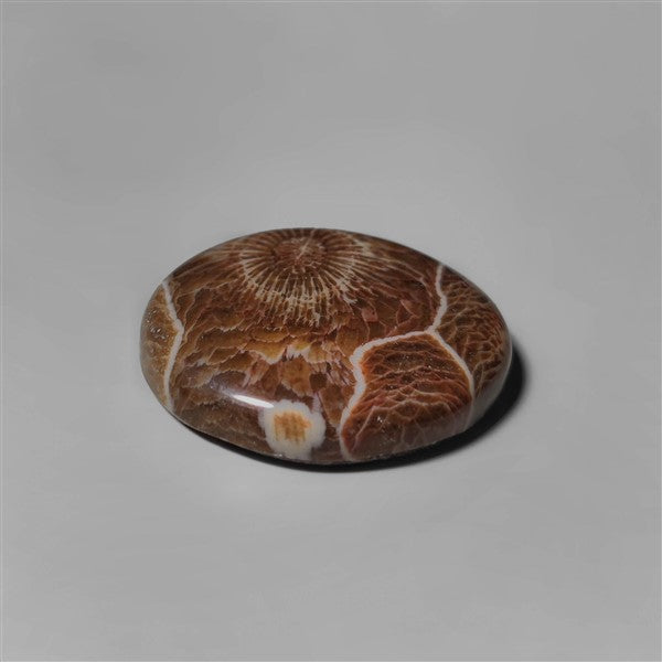 Coral|Fossil Coral